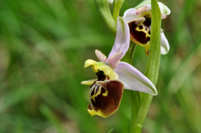 Ophrys holosericea subsp. dinarica ... ?